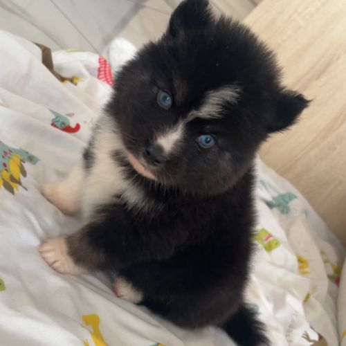 Pomsky chiot a réserver #8