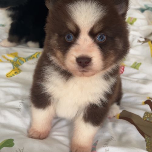 Pomsky chiot a réserver #0