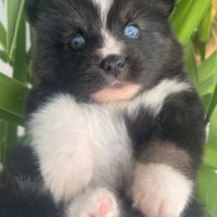 Pomsky chiot a réserver #1