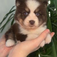 Pomsky chiot a réserver #2