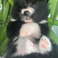 Pomsky chiot a réserver #4