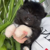 Pomsky chiot a réserver #7