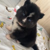 Pomsky chiot a réserver #8