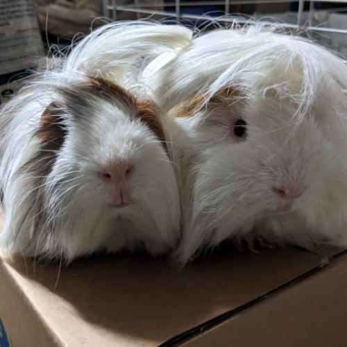 Cochons d'inde péruviens mâles