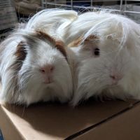 Cochons d'inde péruviens mâles