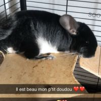 Chinchilla 1 an et demi