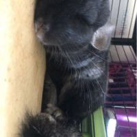 Chinchilla 1 an dark ebony