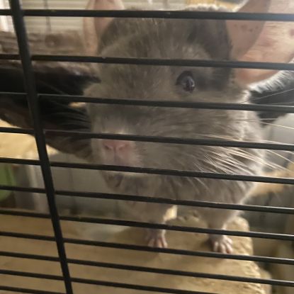 Chinchilla brown velvet 1 an et demi #1