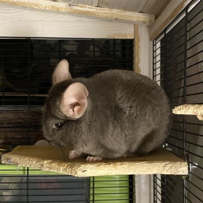 Chinchilla brown velvet 1 an et demi #4