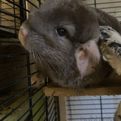 Chinchilla brown velvet 1 an et demi #5