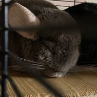 Chinchilla brown velvet 1 an et demi #2