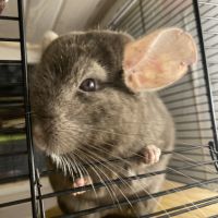 Chinchilla brown velvet 1 an et demi