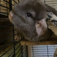 Chinchilla brown velvet 1 an et demi #5