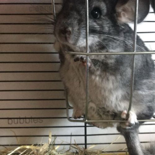 Chinchilla standard 4 mois #0