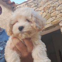 Bichon maltais maltipoo #1