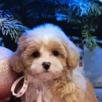 Bichon maltais maltipoo #2