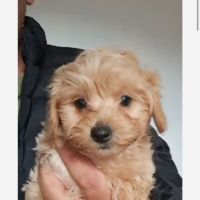 Bichon maltais maltipoo #3