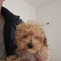 Bichon maltais maltipoo