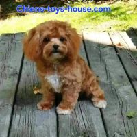 Bichon maltais maltipoo #5