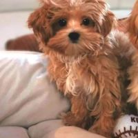 Bichon maltais maltipoo #6