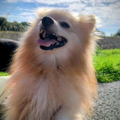 Mowgli mâle type spitz 3 ans #0