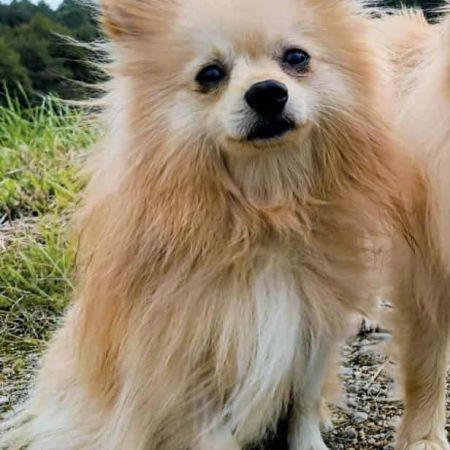 Mowgli mâle type spitz 3 ans #2