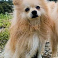Mowgli mâle type spitz 3 ans #2