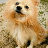 Mowgli mâle type spitz 3 ans #3