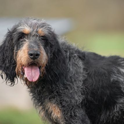 Newton mâle type griffon bleu 9 ans