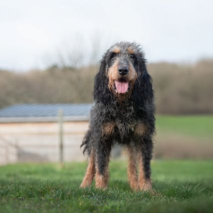 Newton mâle type griffon bleu 9 ans #3