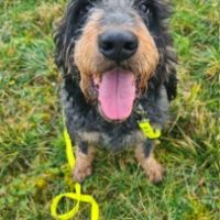 Newton mâle type griffon bleu 9 ans #1