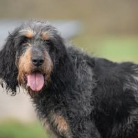 Newton mâle type griffon bleu 9 ans #0