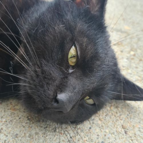 Rasta mâle noir 3 ans #1