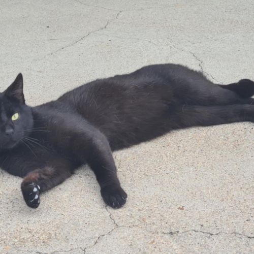 Rasta mâle noir 3 ans #0