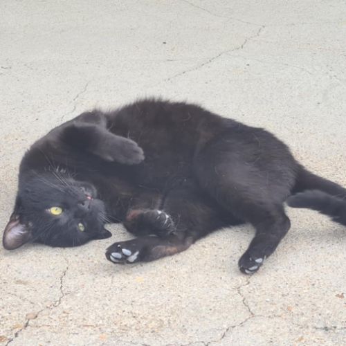 Rasta mâle noir 3 ans #3