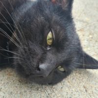 Rasta mâle noir 3 ans #1