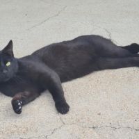 Rasta mâle noir 3 ans