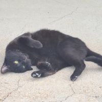 Rasta mâle noir 3 ans #3