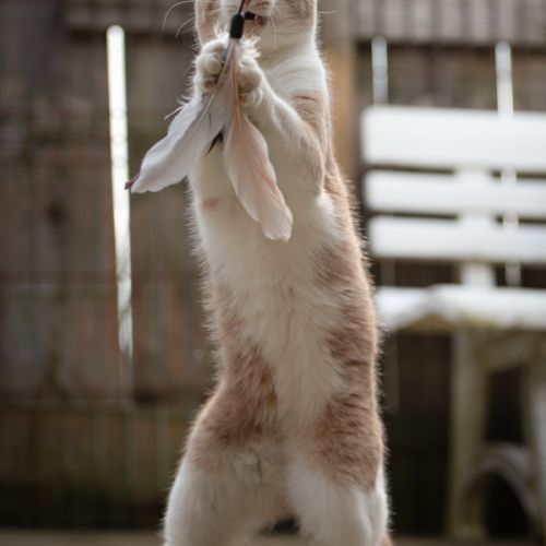 Tibisous roux et blanc mâle 4 ans #1