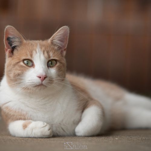 Tibisous roux et blanc mâle 4 ans #0