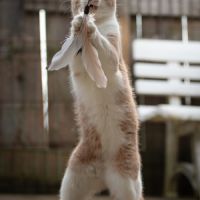 Tibisous roux et blanc mâle 4 ans #1