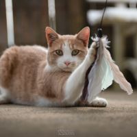 Tibisous roux et blanc mâle 4 ans #2