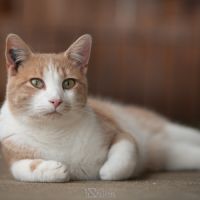 Tibisous roux et blanc mâle 4 ans