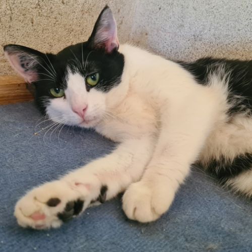 Utopy femelle noire et blanche 3 ans #0