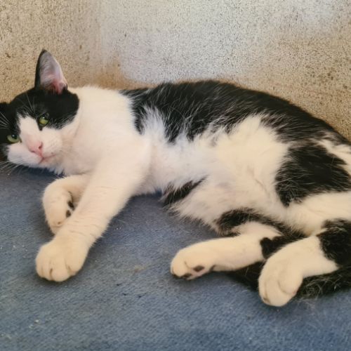 Utopy femelle noire et blanche 3 ans #3