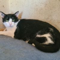 Utopy femelle noire et blanche 3 ans #2