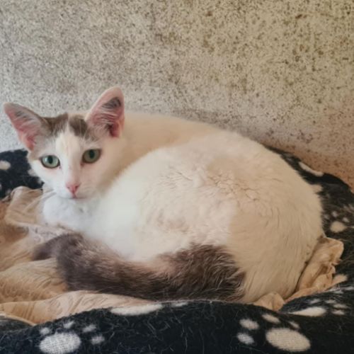 Tess femelle blanche et grise 4 ans #3