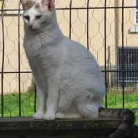 Tess femelle blanche et grise 4 ans #1