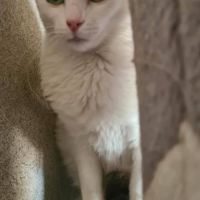 Tess femelle blanche et grise 4 ans