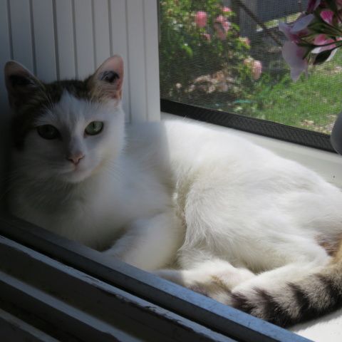 Lady femelle blanche et tigrée 9 ans #1